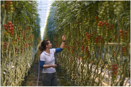 匈牙利温室播种来自太空的番茄种子