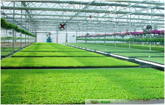 河北省大力推广6种农业生产托管服务模式
