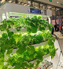 室内蔬菜种植机：方寸空间打造“开心农场”