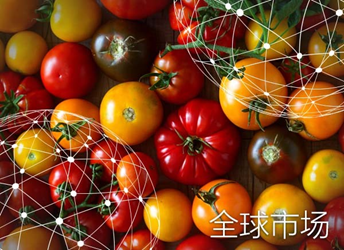 全球市场报告：西红柿