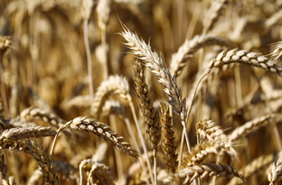 俄罗斯统计局：2021年收获1.20656亿吨粮食 包括7594万吨小麦