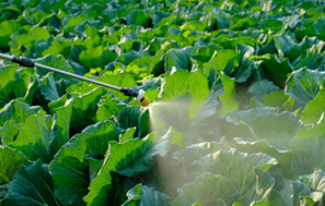 全球首个氢氧化镁杀虫剂在澳大利亚获批用于大田作物和保护作物