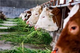 全国首个！共享模式！畜牧生态科汇馆正式开馆