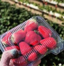 本月底，昌平首棚草莓成熟！