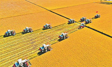 农机化“硬核”支撑今年粮食增产丰收