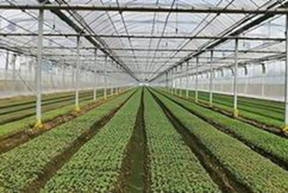 京冀将共建超150个环京蔬菜生产基地