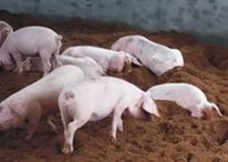 农业农村部：预计2023年生猪养殖规模化率将超过68%